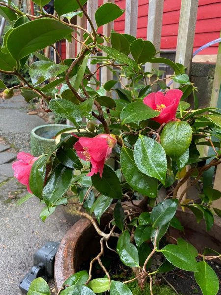 茶花盆栽怎么养才好