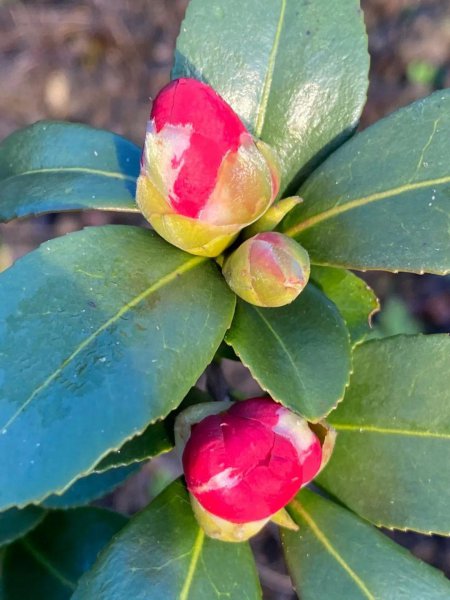 茶花盆栽怎么养才好