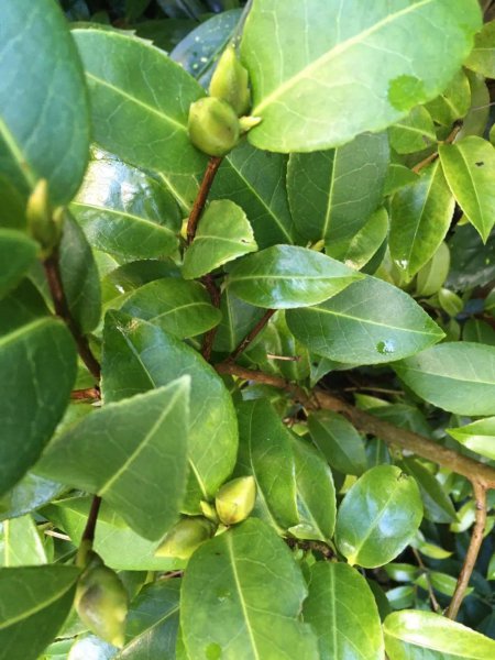 茶花盆栽怎么养才好