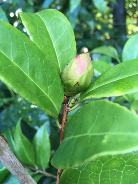 茶花盆栽怎么养才好
