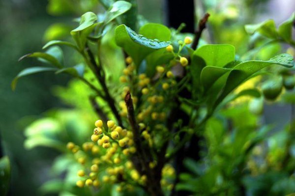 盆栽米兰花的养殖方法是什么