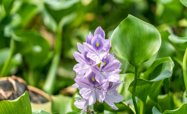 水葫芦怎么养才能更旺盛