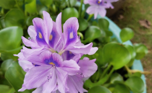 水葫芦怎么养才能更旺盛