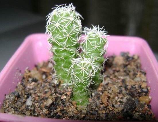 仙人掌种类介绍大全