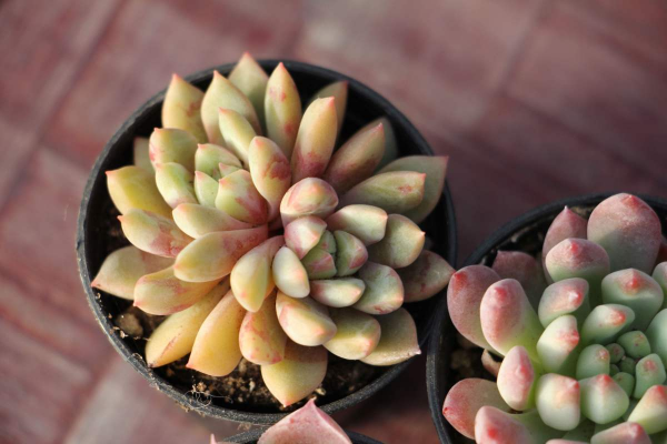 多肉植物如何养护