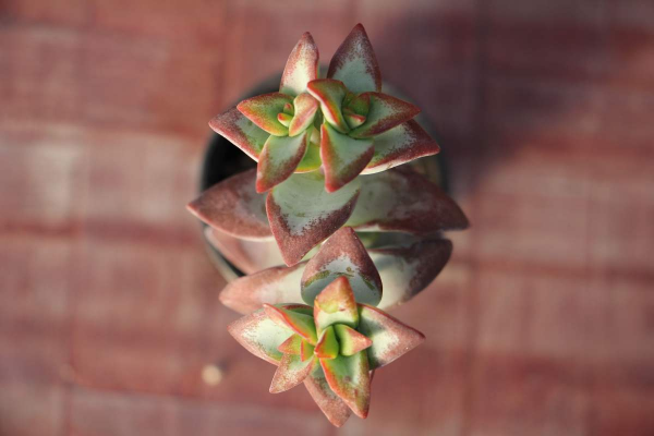 多肉植物如何养护