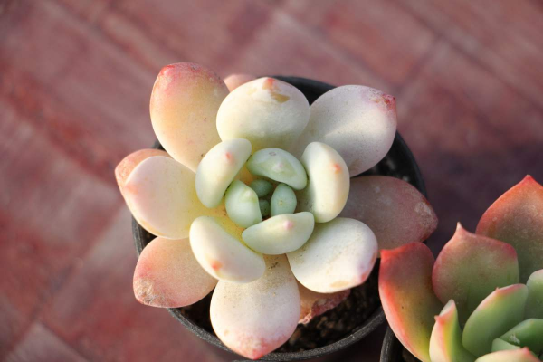 多肉植物如何养护