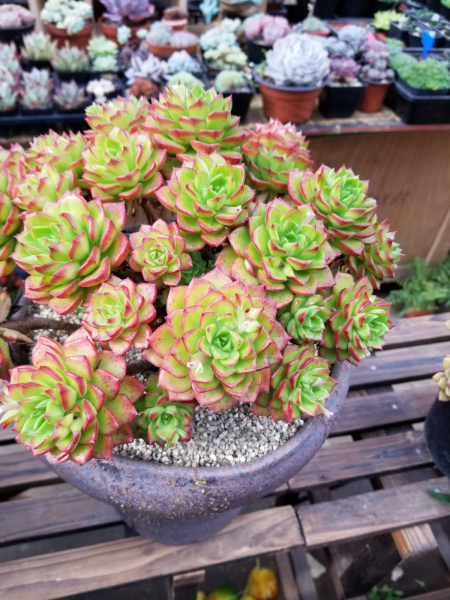 多肉植物如何养护