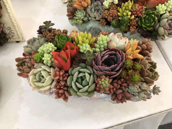 多肉植物如何养护