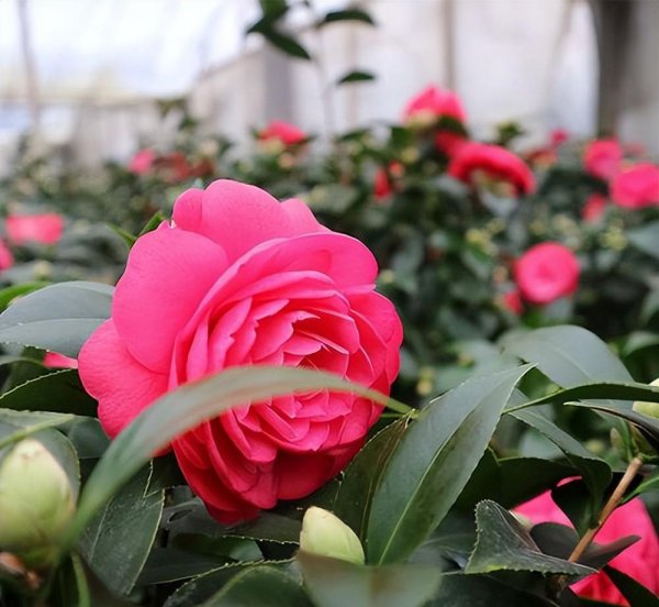 茶花品种哪个好