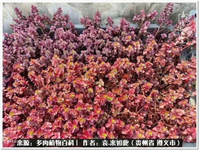 多肉是一种什么植物 有关多肉的特点简介