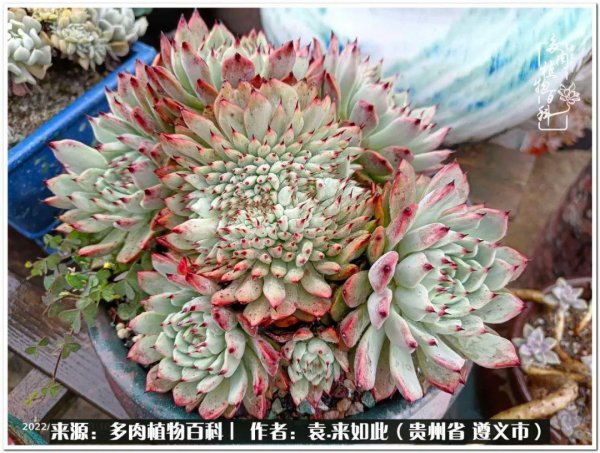 多肉是一种什么植物