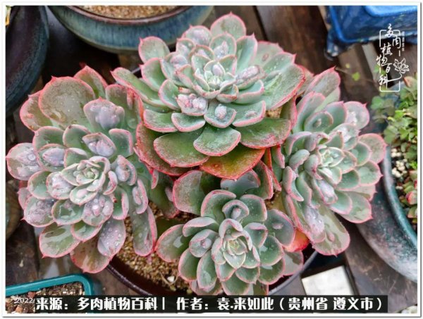 多肉是一种什么植物