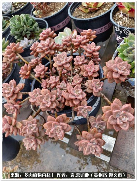 多肉是一种什么植物