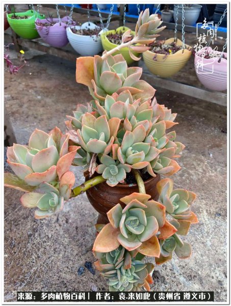 多肉是一种什么植物