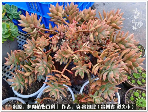 多肉是一种什么植物