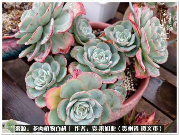 多肉是一种什么植物