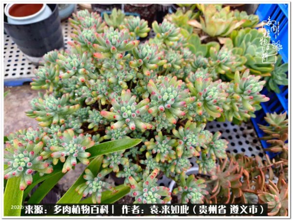多肉是一种什么植物