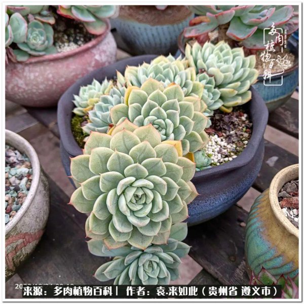 多肉是一种什么植物
