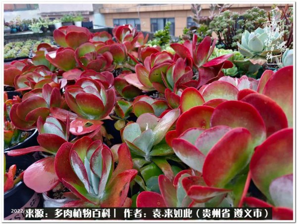 多肉是一种什么植物