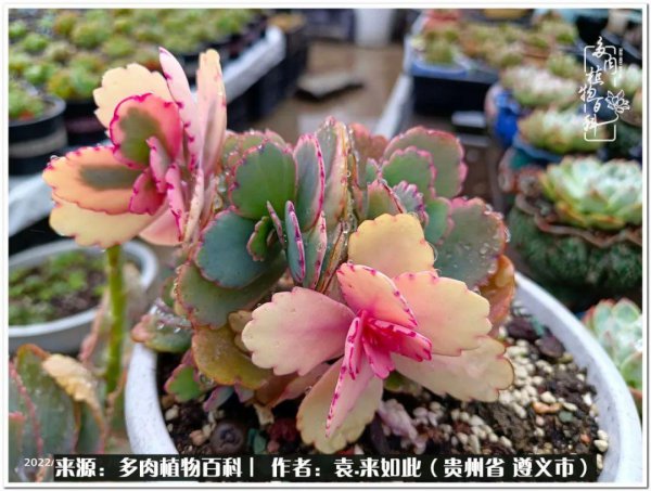 多肉是一种什么植物