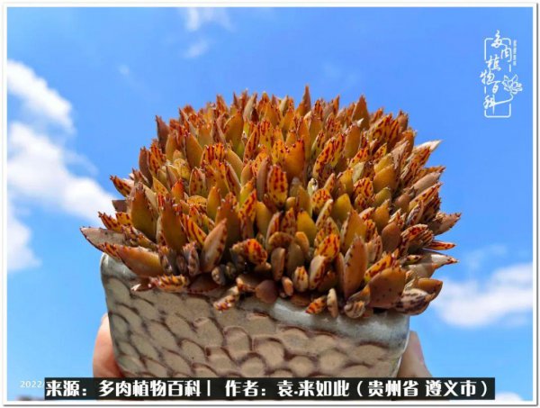 多肉是一种什么植物