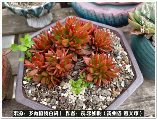 多肉是一种什么植物