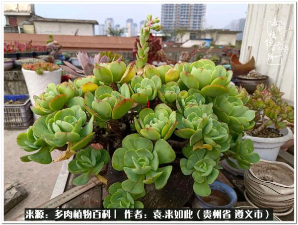 多肉是一种什么植物