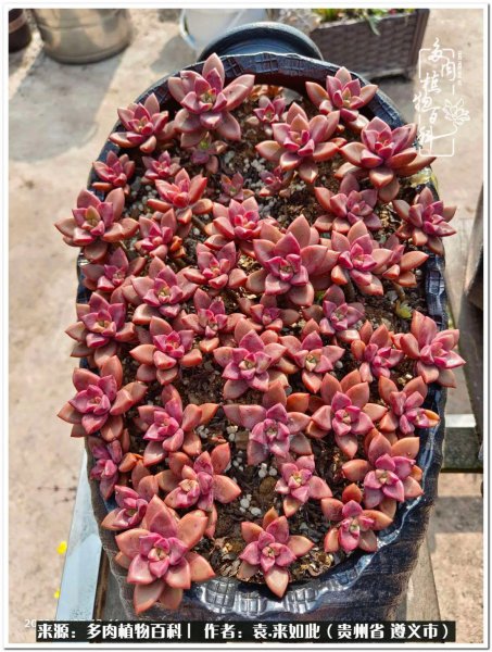 多肉是一种什么植物