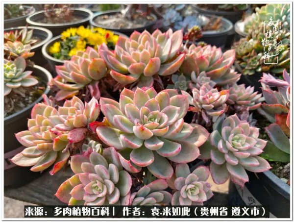 多肉是一种什么植物