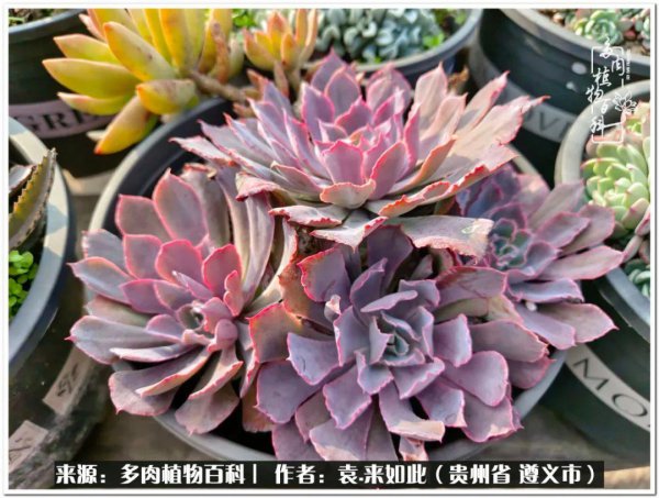 多肉是一种什么植物