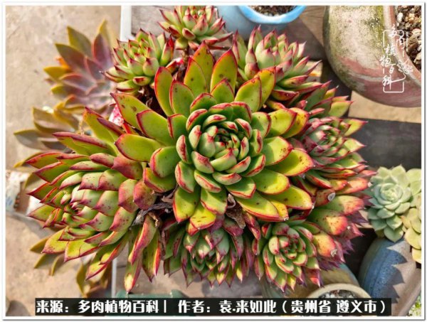 多肉是一种什么植物