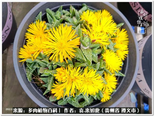 多肉是一种什么植物