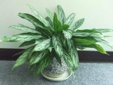万年青树的种类有哪些 植物万年青的介绍和特点