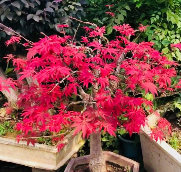 红枫怎么养比较好