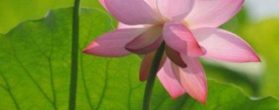如何栽种荷花 观赏荷花盆栽要点