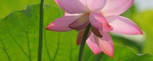 如何栽种荷花