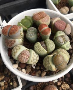 生石花多久浇一次水 关于生石花的养护方法