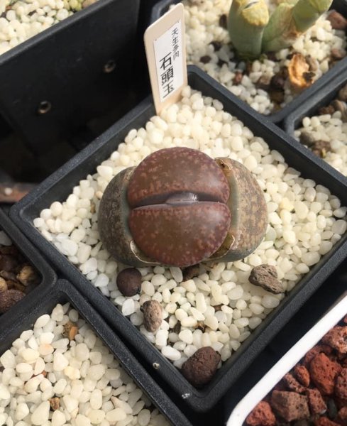 生石花多久浇一次水