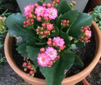 长寿花小苗夏天怎样养护 长寿花夏季的养护知识