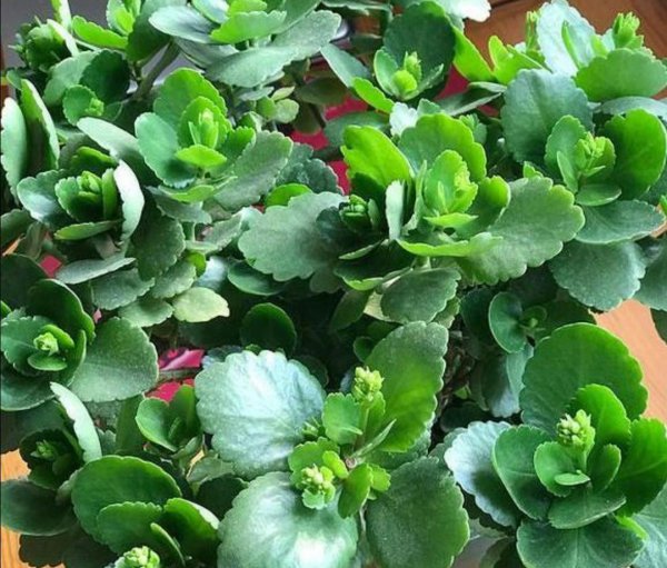长寿花小苗夏天怎样养护