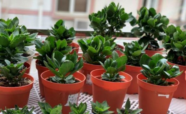 长寿花小苗夏天怎样养护