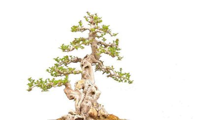 白蜡盆景好养活吗 盆景白蜡的养殖方法