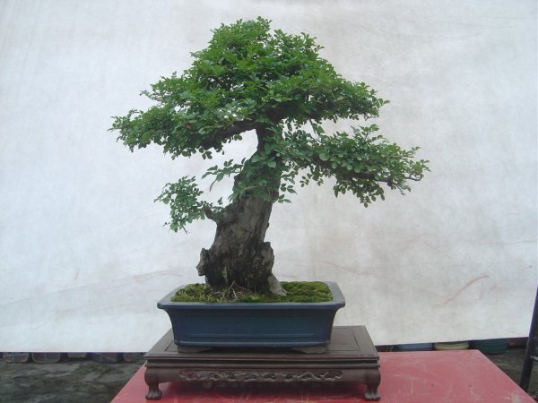 白蜡盆景好养活吗
