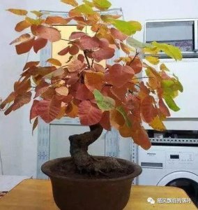 黄栌盆景好养吗 有关黄栌盆景的养护和管理