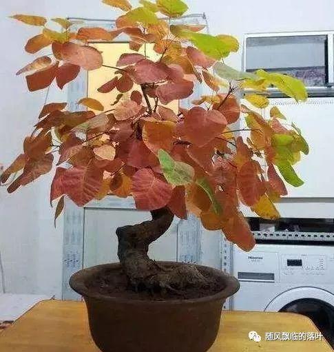黄栌盆景好养吗