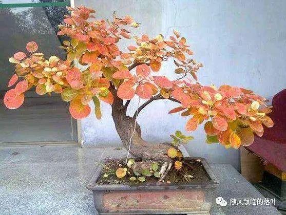 黄栌盆景好养吗