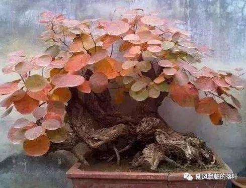 黄栌盆景好养吗