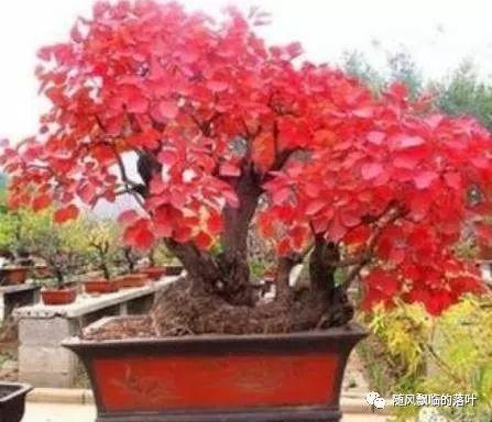 黄栌盆景好养吗
