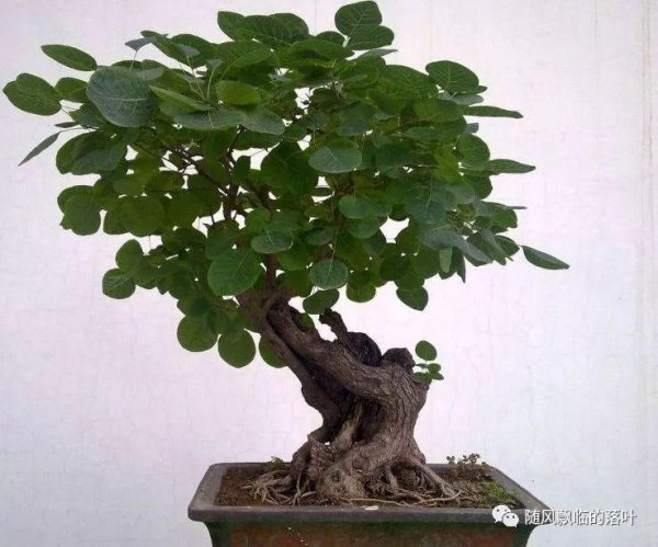 黄栌盆景好养吗